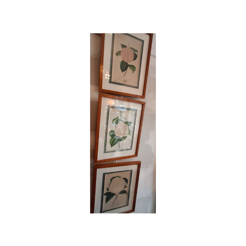 lot 3 gravures encadrées camélia