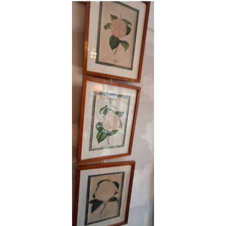 lot 3 gravures encadrées camélia